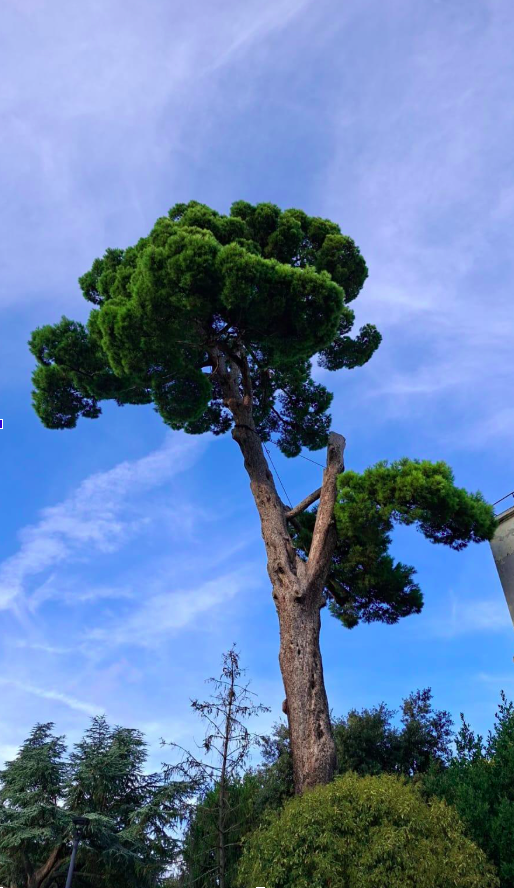 Consolidamento arboreo su albero monumentale